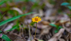 Preview wallpaper flower, macro, yellow, petals, foliage