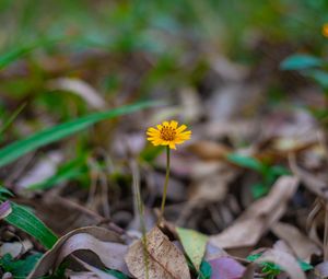 Preview wallpaper flower, macro, yellow, petals, foliage