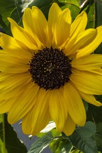 Preview wallpaper flower, macro, yellow, bloom, summer