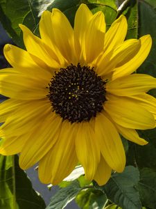 Preview wallpaper flower, macro, yellow, bloom, summer
