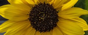 Preview wallpaper flower, macro, yellow, bloom, summer