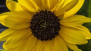 Preview wallpaper flower, macro, yellow, bloom, summer