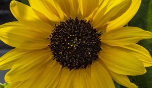 Preview wallpaper flower, macro, yellow, bloom, summer