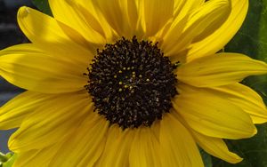 Preview wallpaper flower, macro, yellow, bloom, summer