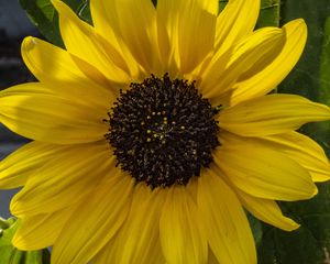 Preview wallpaper flower, macro, yellow, bloom, summer