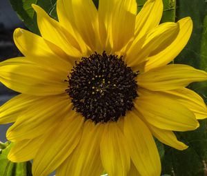 Preview wallpaper flower, macro, yellow, bloom, summer