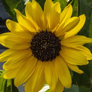 Preview wallpaper flower, macro, yellow, bloom, summer