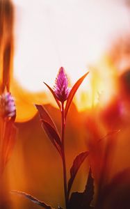 Preview wallpaper flower, meadow, blur, dawn