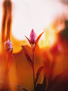 Preview wallpaper flower, meadow, blur, dawn