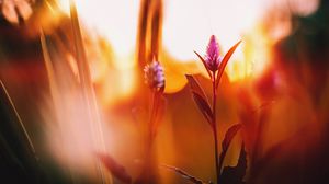 Preview wallpaper flower, meadow, blur, dawn