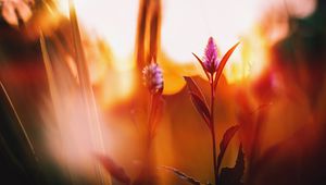 Preview wallpaper flower, meadow, blur, dawn