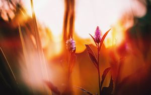 Preview wallpaper flower, meadow, blur, dawn