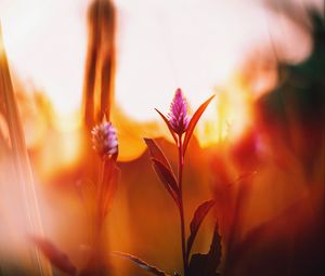 Preview wallpaper flower, meadow, blur, dawn