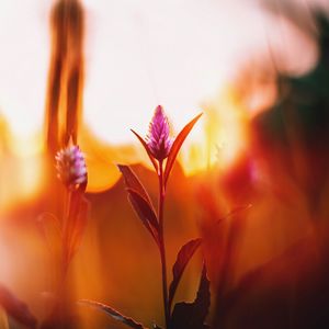 Preview wallpaper flower, meadow, blur, dawn