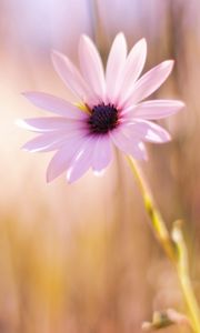 Preview wallpaper flower, meadow, blurred, close-up