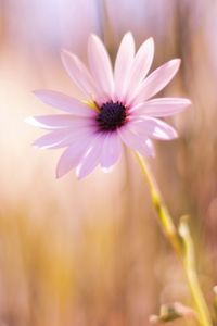 Preview wallpaper flower, meadow, blurred, close-up