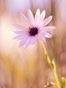 Preview wallpaper flower, meadow, blurred, close-up