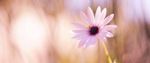 Preview wallpaper flower, meadow, blurred, close-up