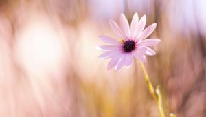 Preview wallpaper flower, meadow, blurred, close-up