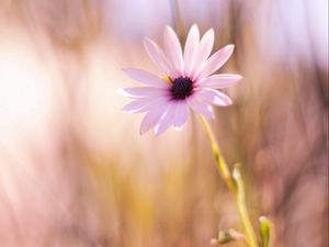 Preview wallpaper flower, meadow, blurred, close-up