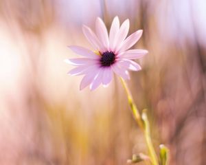 Preview wallpaper flower, meadow, blurred, close-up