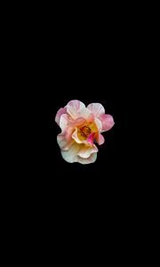 Preview wallpaper flower, minimalism, black background