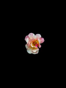 Preview wallpaper flower, minimalism, black background