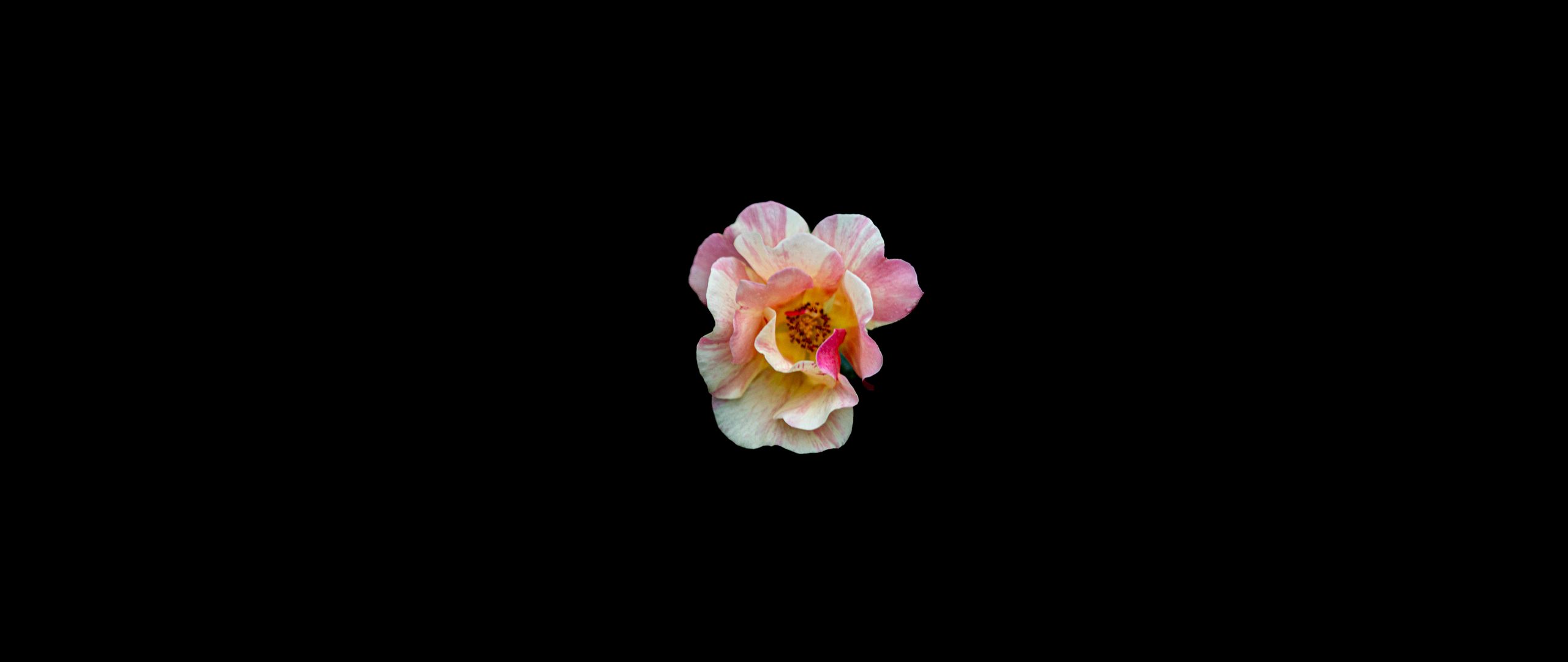 Download wallpaper 2560x1080 flower, minimalism, black background dual ...