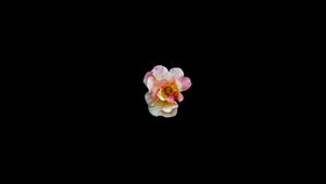 Preview wallpaper flower, minimalism, black background