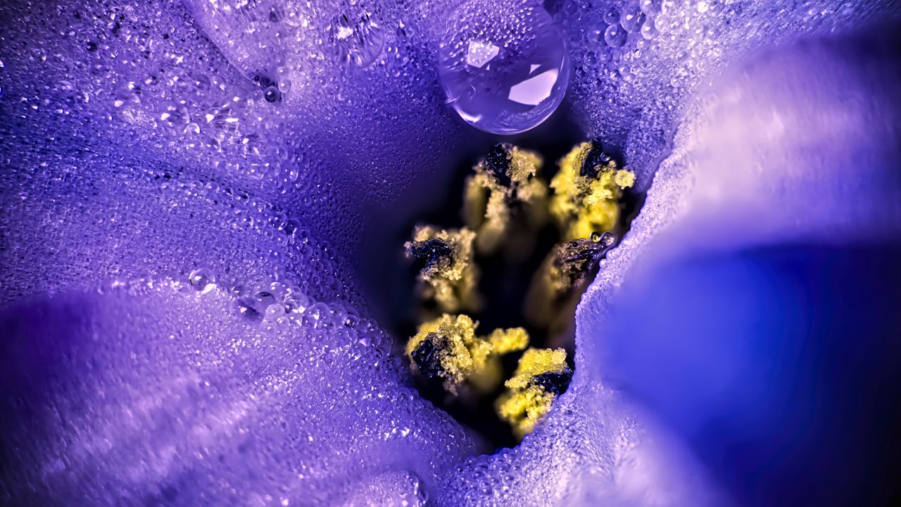 Wallpaper flower, moisture, drops, macro, purple