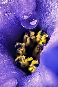 Preview wallpaper flower, moisture, drops, macro, purple