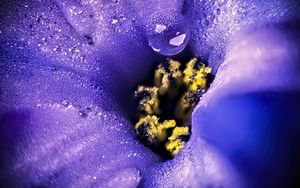 Preview wallpaper flower, moisture, drops, macro, purple