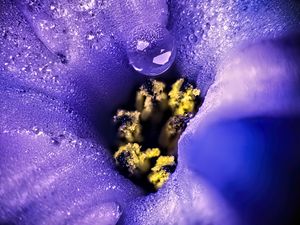 Preview wallpaper flower, moisture, drops, macro, purple