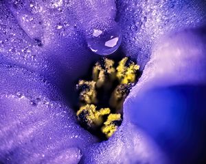 Preview wallpaper flower, moisture, drops, macro, purple