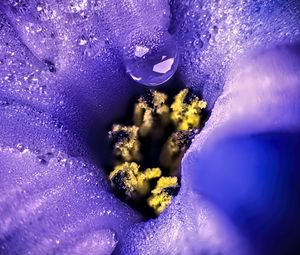 Preview wallpaper flower, moisture, drops, macro, purple