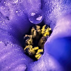 Preview wallpaper flower, moisture, drops, macro, purple