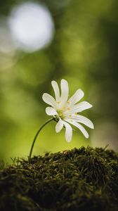 Preview wallpaper flower, moss, macro, forest