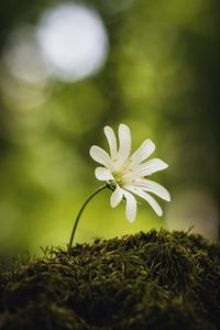 Preview wallpaper flower, moss, macro, forest