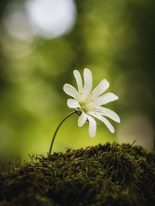 Preview wallpaper flower, moss, macro, forest