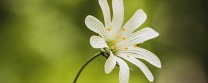 Preview wallpaper flower, moss, macro, forest