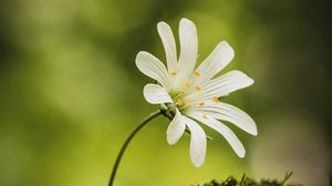 Preview wallpaper flower, moss, macro, forest