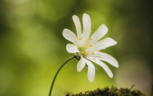 Preview wallpaper flower, moss, macro, forest