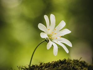 Preview wallpaper flower, moss, macro, forest