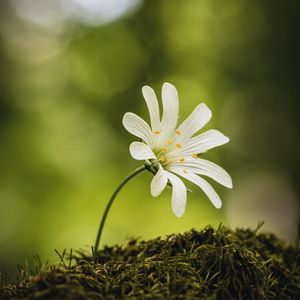 Preview wallpaper flower, moss, macro, forest