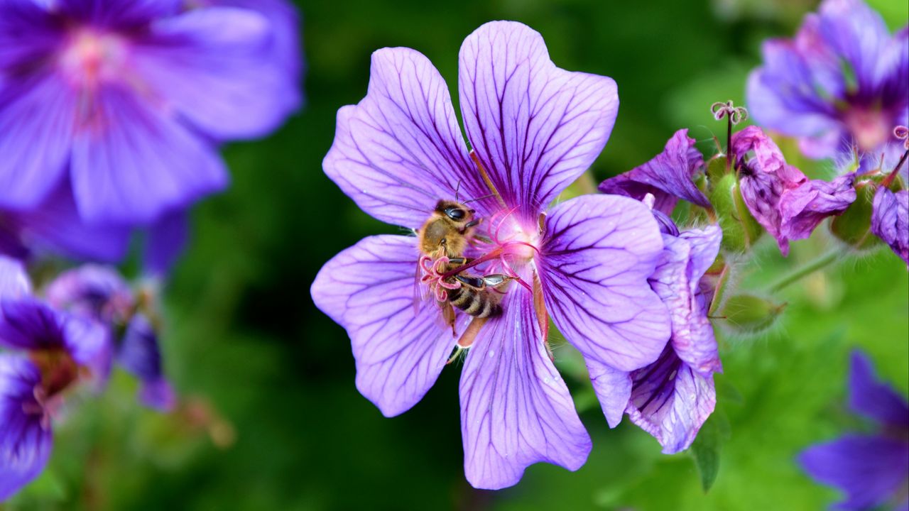 Wallpaper flower, nectar, pollen, bee