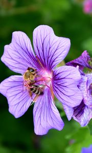 Preview wallpaper flower, nectar, pollen, bee