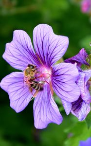 Preview wallpaper flower, nectar, pollen, bee