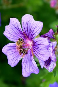 Preview wallpaper flower, nectar, pollen, bee