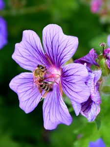 Preview wallpaper flower, nectar, pollen, bee