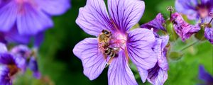 Preview wallpaper flower, nectar, pollen, bee